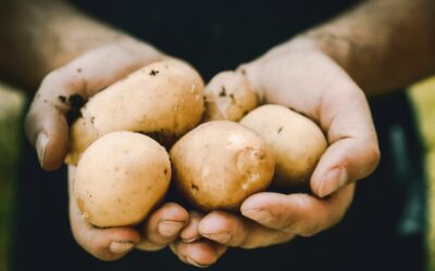 bunch of potatoes