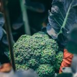How and When to Grow Broccoli in Alabama