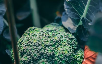 How and When to Grow Broccoli in Alabama