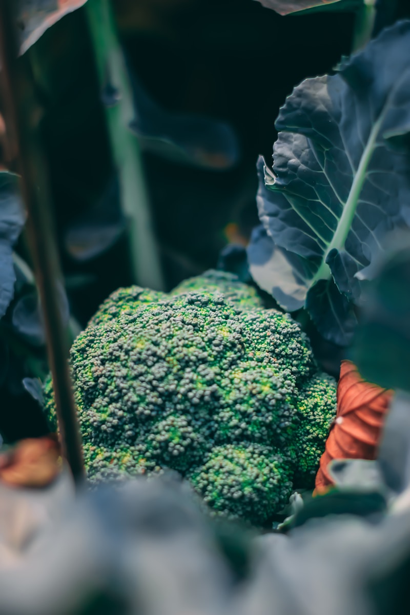 How and When to Grow Broccoli in Alabama