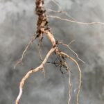 Root-Knot Nematodes in Alabama Vegetable Gardens: Diagnose Before You Treat