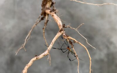 Root-Knot Nematodes in Alabama Vegetable Gardens: Diagnose Before You Treat