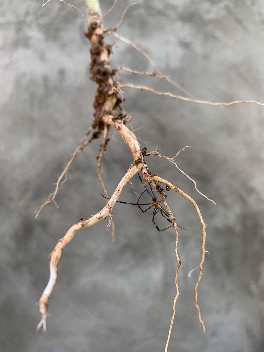 Root-Knot Nematodes in Alabama Vegetable Gardens: Diagnose Before You Treat