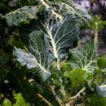 Growing Collard Greens in Alabama: A Cool-Season Crop With Staying Power