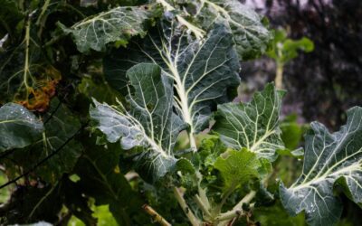 Growing Collard Greens in Alabama: A Cool-Season Crop With Staying Power