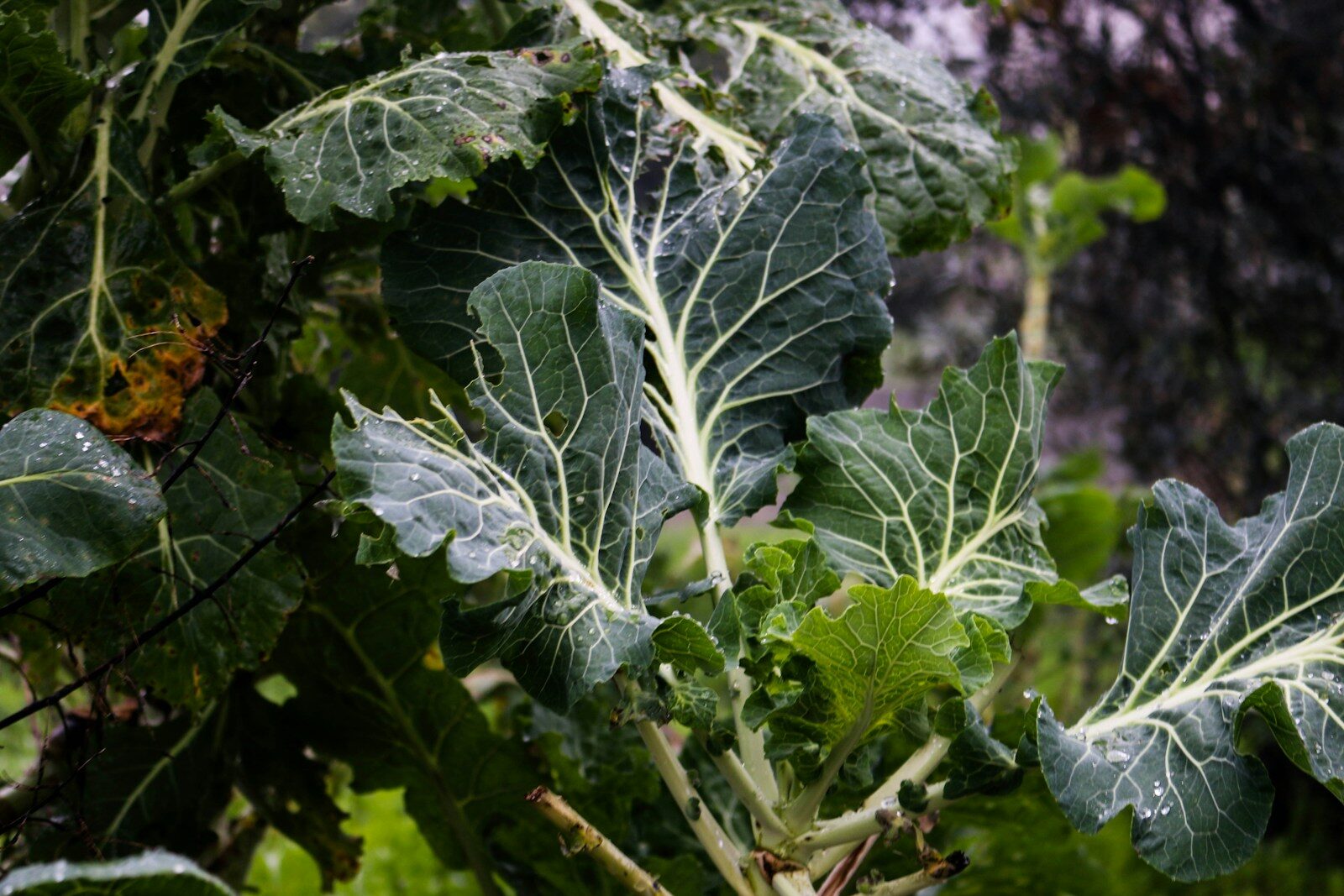 Growing Collard Greens in Alabama: A Cool-Season Crop With Staying Power
