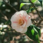 Growing Camellias in Alabama: Winter Flowers Without the Guesswork