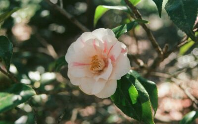 Growing Camellias in Alabama: Winter Flowers Without the Guesswork