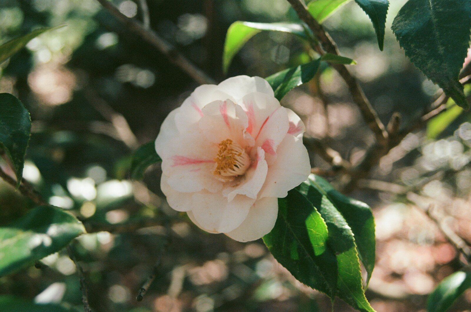 Growing Camellias in Alabama: Winter Flowers Without the Guesswork