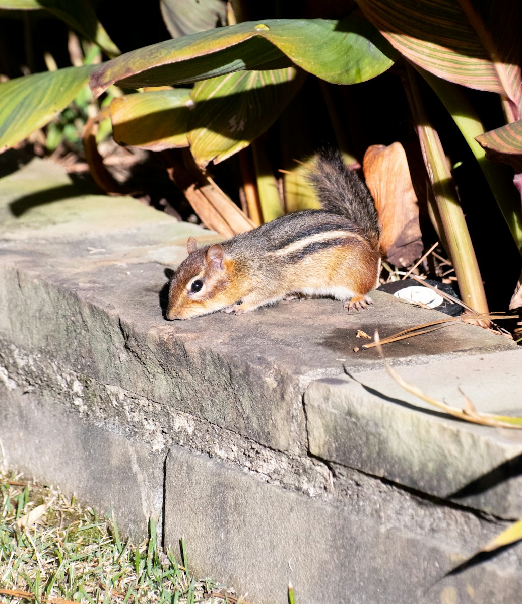 How to Keep Chipmunks Out of Your Garden: Effective Solutions