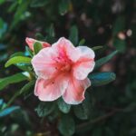 Native Azaleas for Alabama Gardens: Fragrance, Color, and a Sense of Place