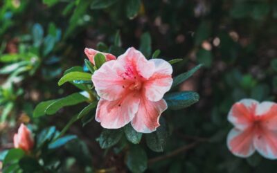 Native Azaleas for Alabama Gardens: Fragrance, Color, and a Sense of Place