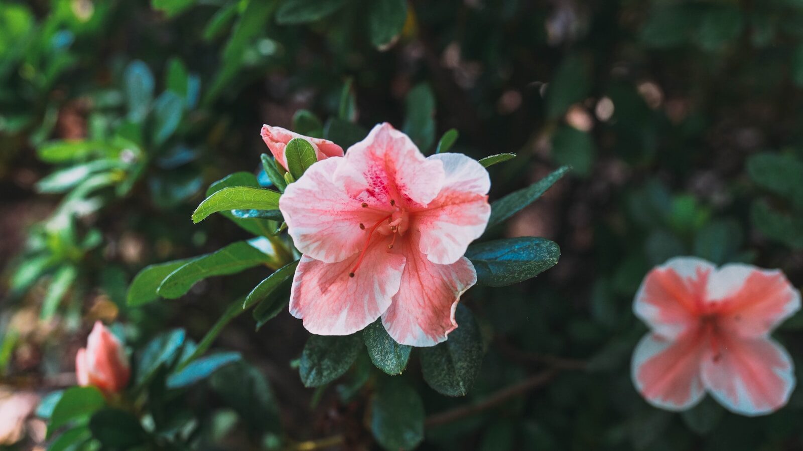 Native Azaleas for Alabama Gardens: Fragrance, Color, and a Sense of Place