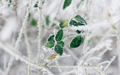 Feeding Roots in Winter: A Friendly Guide to Urea and Nitrate Nitrogen