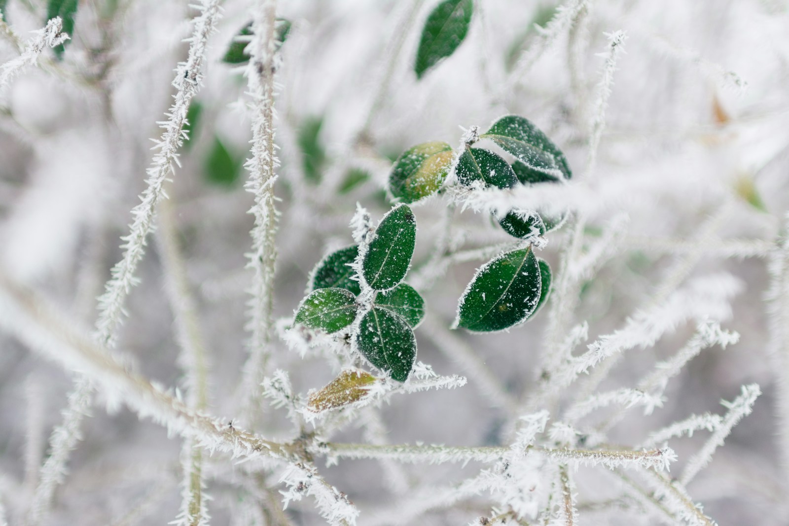 Feeding Roots in Winter: A Friendly Guide to Urea and Nitrate Nitrogen