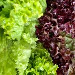 How and When to Grow Lettuce in Alabama