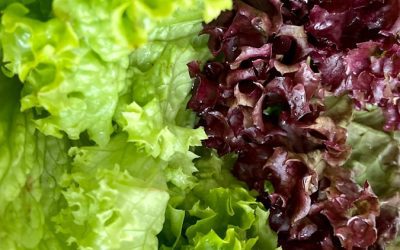 How and When to Grow Lettuce in Alabama