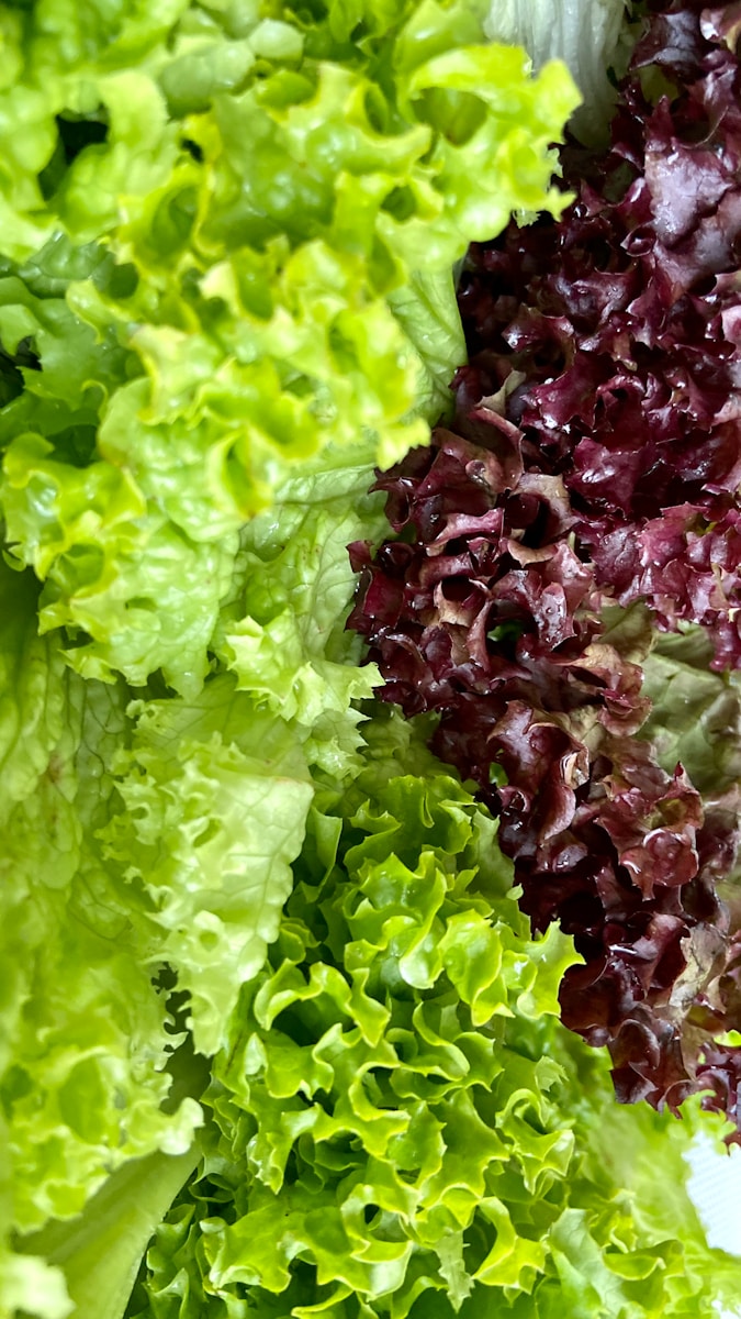 How and When to Grow Lettuce in Alabama