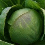How and When to Plant Cabbage in Alabama