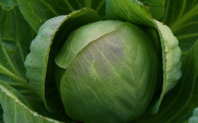 How and When to Plant Cabbage in Alabama