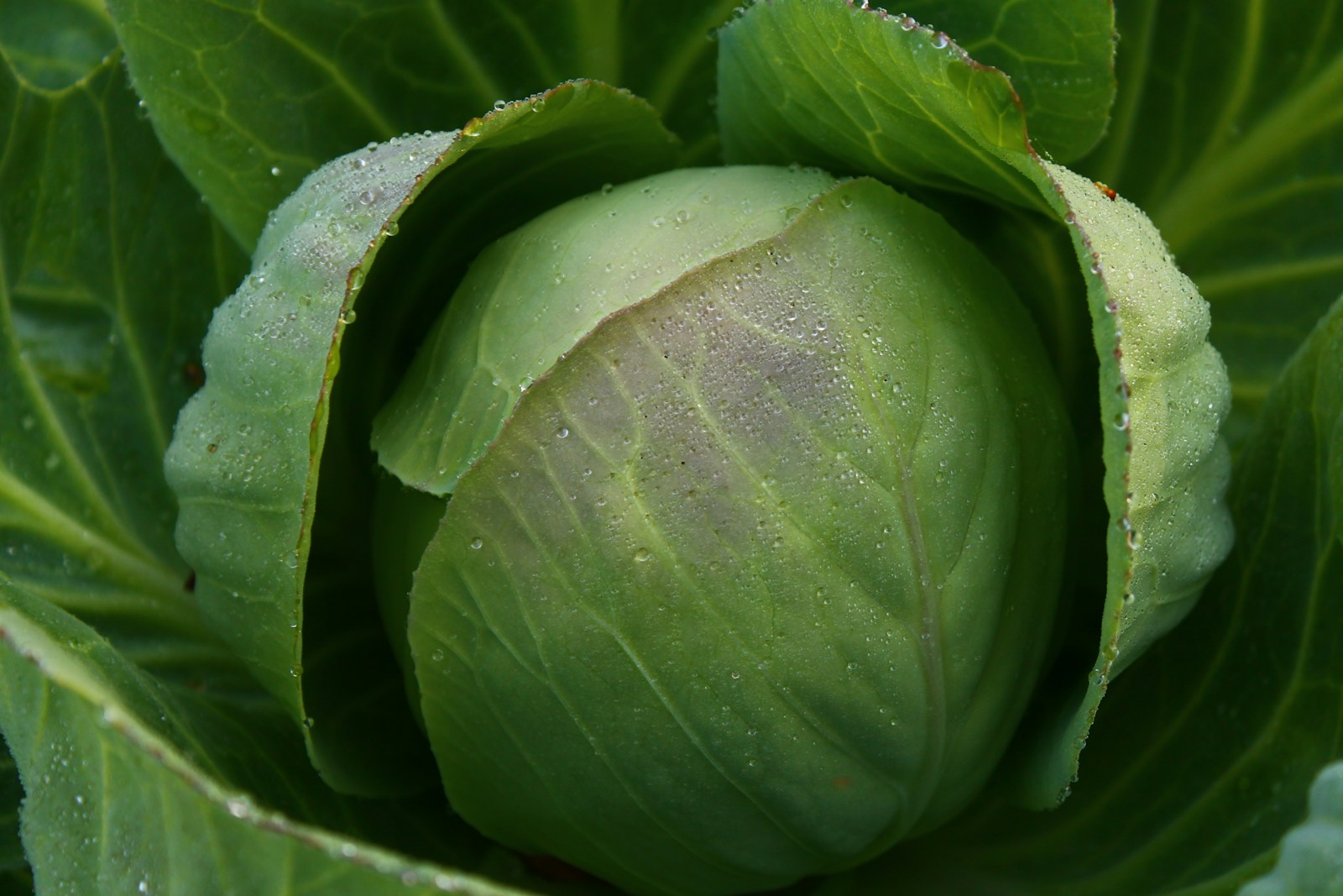 How and When to Plant Cabbage in Alabama
