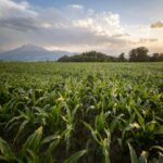 When and How to Plant Corn