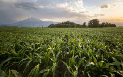 When and How to Plant Corn