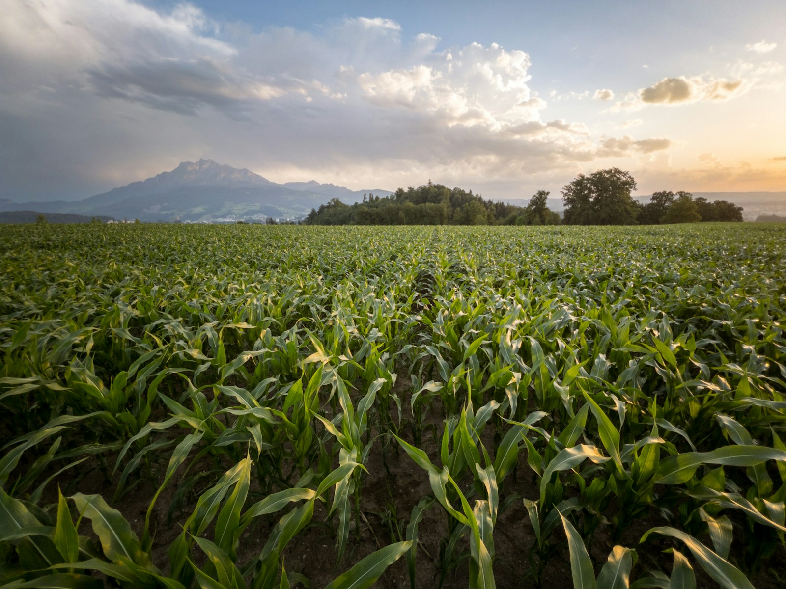 When and How to Plant Corn