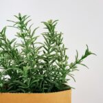 Keeping Rosemary Alive Through Alabama Heat and Humidity