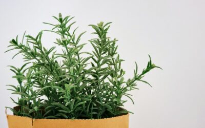 Keeping Rosemary Alive Through Alabama Heat and Humidity