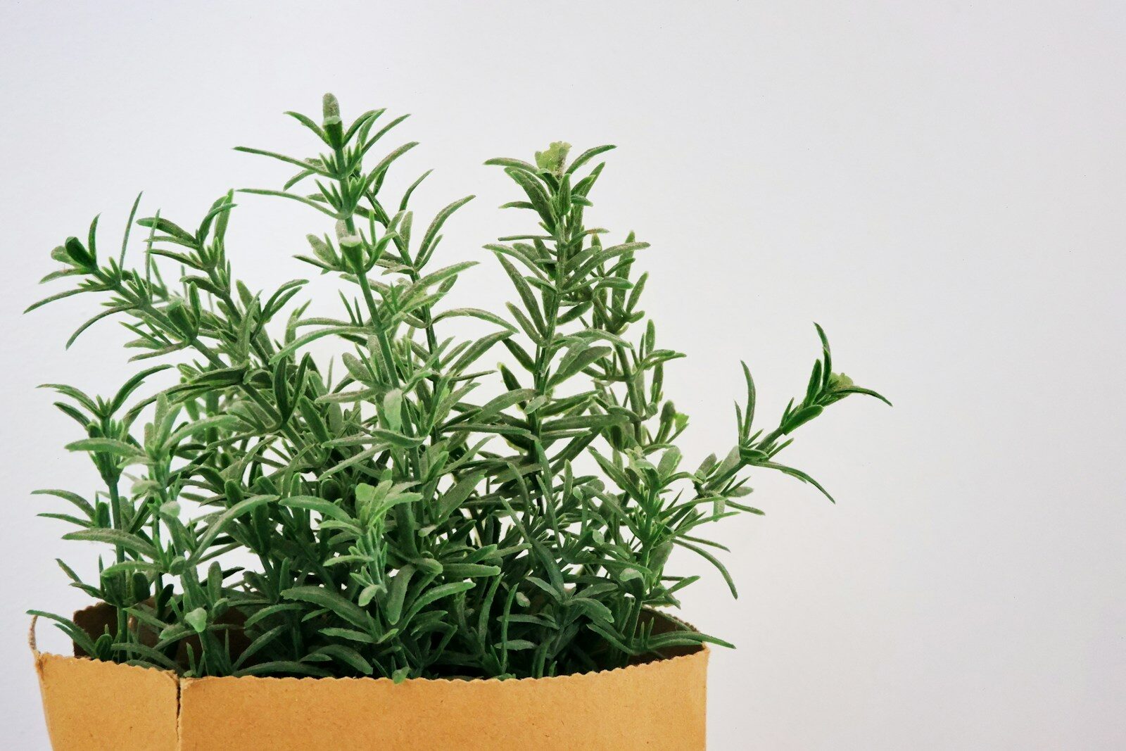Keeping Rosemary Alive Through Alabama Heat and Humidity