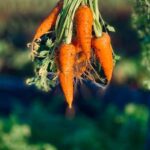 Growing Carrots in Alabama Clay Soil: Straight Roots Without the Frustration