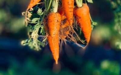 Growing Carrots in Alabama Clay Soil: Straight Roots Without the Frustration