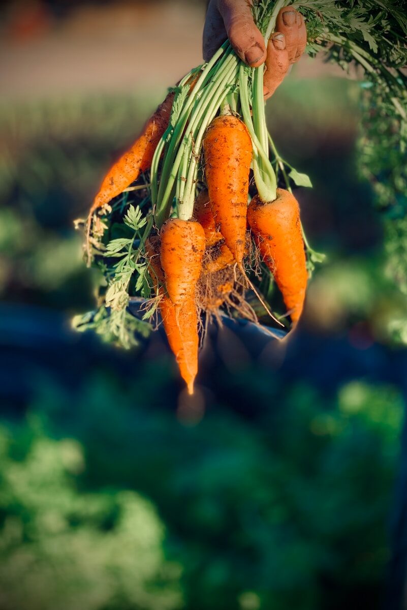 Growing Carrots in Alabama Clay Soil: Straight Roots Without the Frustration