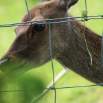 How to Keep Deer Out of Your Garden: Effective Solutions