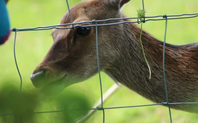 How to Keep Deer Out of Your Garden: Effective Solutions