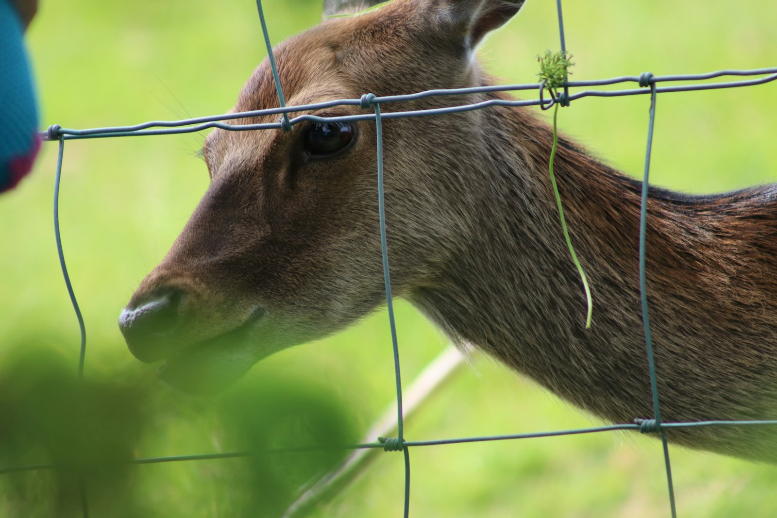 How to Keep Deer Out of Your Garden: Effective Solutions